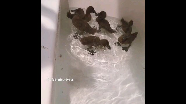 6 Little Duckings taking a Bath #duckling #cute #cuteducklings #shorts #short