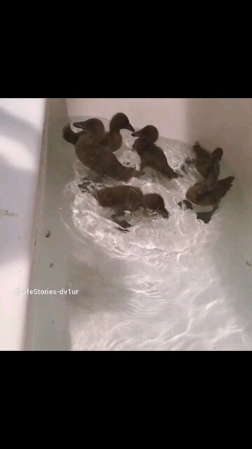 6 Little Duckings taking a Bath #duckling #cute #cuteducklings #shorts #short