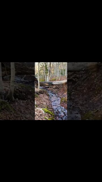 This tree has formed a bridge over the water