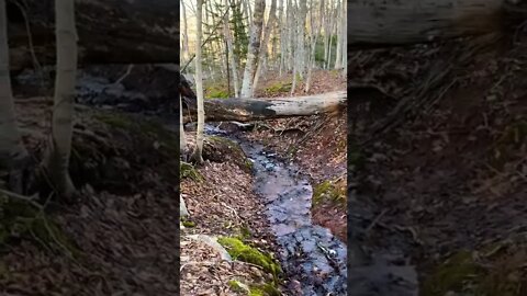 This tree has formed a bridge over the water