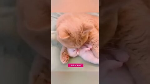 funny cat videos | cute cat videos| cute animals funny cats #shorts #shortsfunny #cutecat #funnycat
