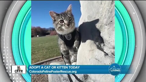 Adopt Today // Colorado Foster Feline Rescue