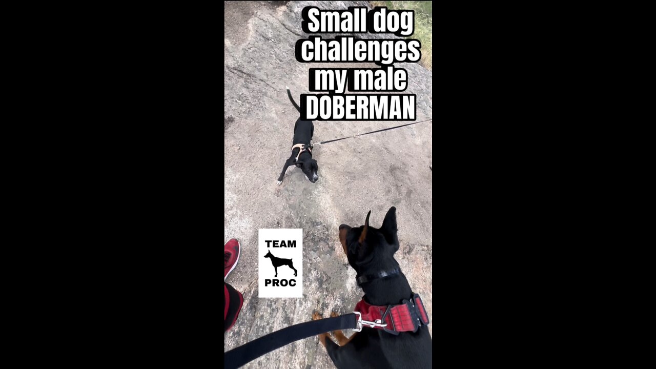 Little dog vs Doberman! How will my male react?