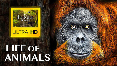 LIFE OF ANIMALS in ULTRA HD - Wild Life in Jungle