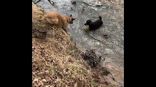 Malinois knocks poodle brother back into water.