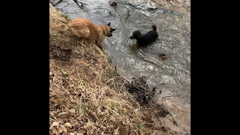 Malinois knocks poodle brother back into water.