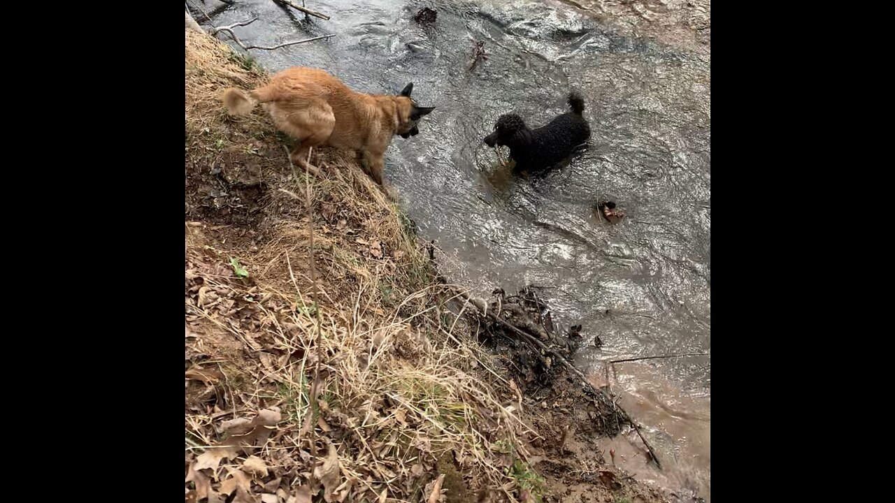 Malinois knocks poodle brother back into water.