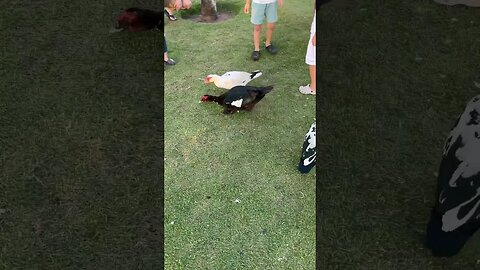 Pato ! #viral #viralvideos #funny #fun #foryou #yearofyou #cute #humor #cutebaby #fyp #pato #duck