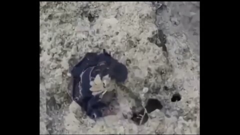 Crab attacked by goo