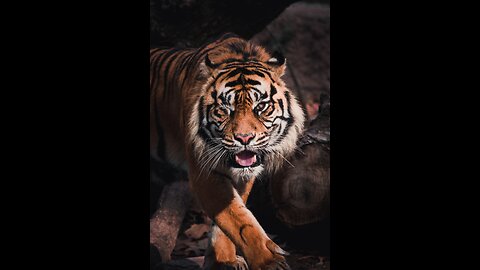 Amazing tiger