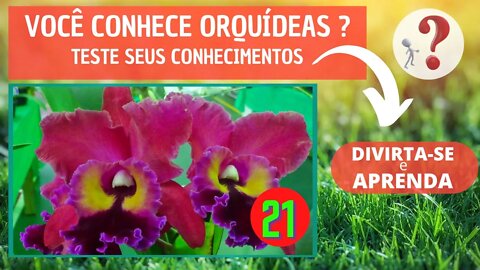 VOCÊ CONHECE ORQUIDEAS ? QUAL O NOME DESSA ORQUIDEA?DIVIRTA-SE IDENTIFICANDO ESSA ORQUÍDEA