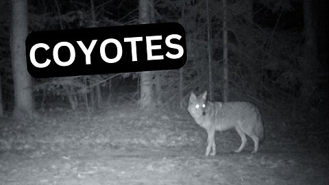 My Coyote Issue - ASMR.