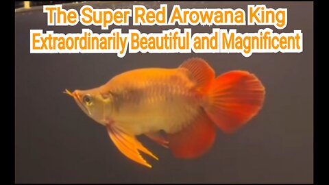 The Super Red Arowana Fish King is very beautiful and majestic