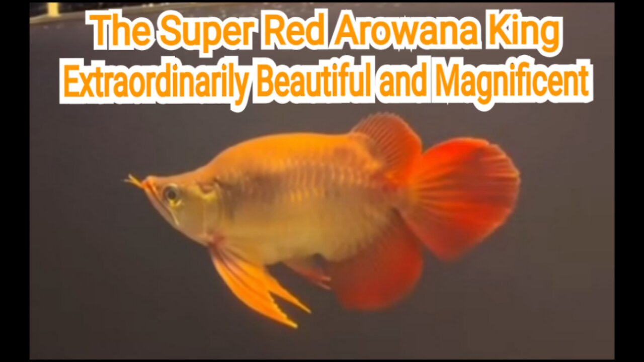 The Super Red Arowana Fish King is very beautiful and majestic