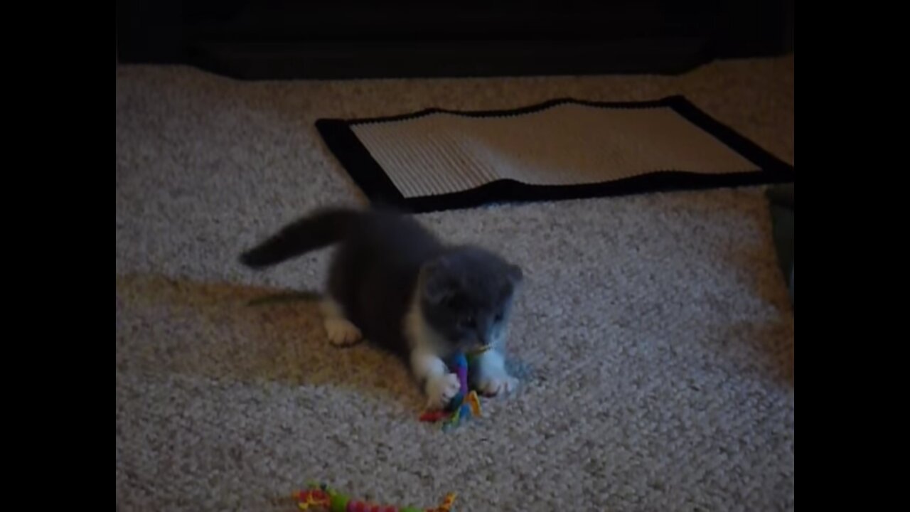 My little Scottish lop-eared Munchkin