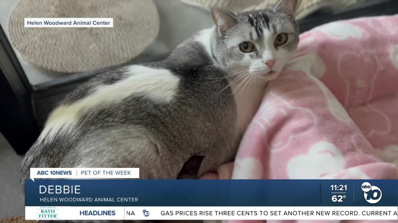 Pet of the Week: Debbie