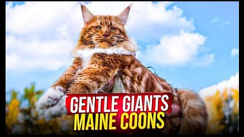 Meet the Maine Coon