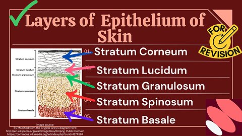 Types of Epithelium in Skin | Complete Detailed Lecture