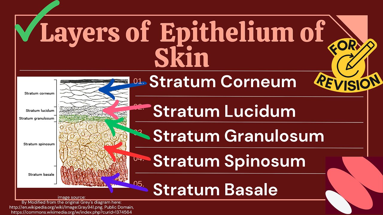 Types of Epithelium in Skin | Complete Detailed Lecture