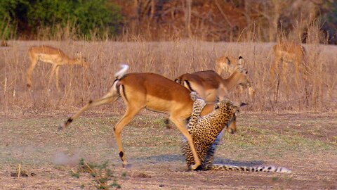 Impala Miraculously Escapes Jaws Of Leopard - The Hunt