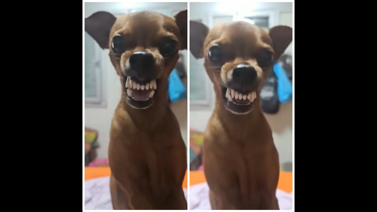 Dog Laughs In A Very Funny Way.