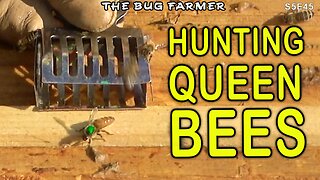 Queen hunt and hurricane prep in the bee yard