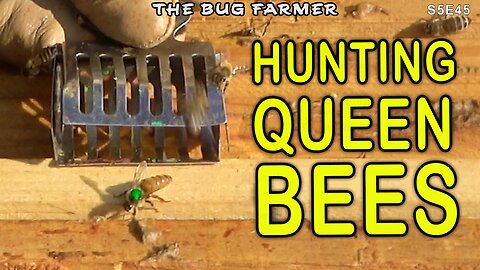 Queen hunt and hurricane prep in the bee yard