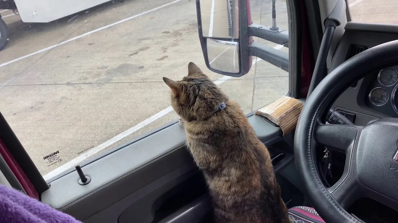 Watching Leaves