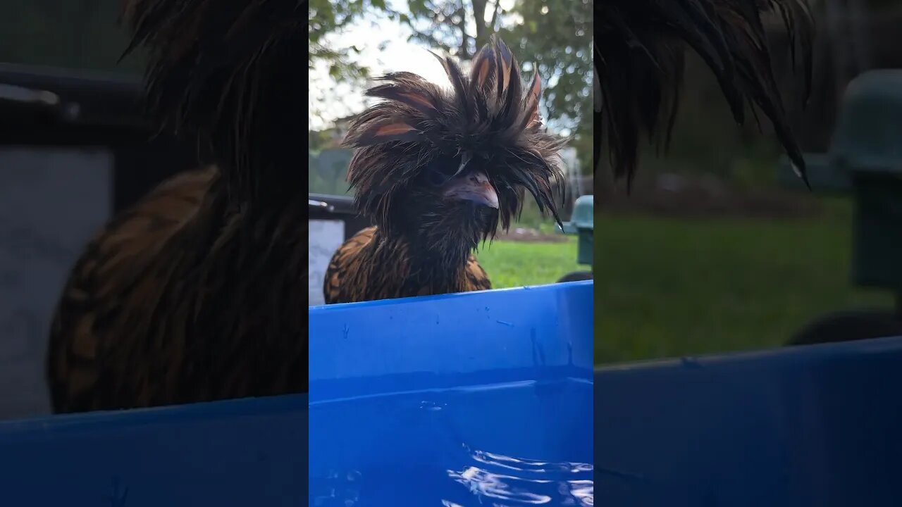 Adorable Goldie!!! Chicken with Wet Hair