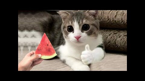 Funniest Animals Video - Funny Dogs And Cats - Try Not To Laugh Animals 2022