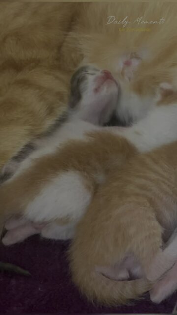 1-day-old kittens are eating mother's milk and mother cats eat to supplement nutrients