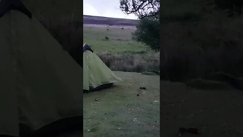 blooper. putting up a lightweight tent . Dartmoor wildcamping.