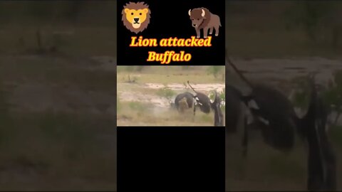 Lion attacked Buffalo 🐃#shorts #youtubeshorts #shortvideo