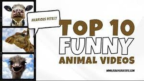 Funny animals 😄hub,funny animals club , funny animals dancing 💃😄, funny animals fighting 😄