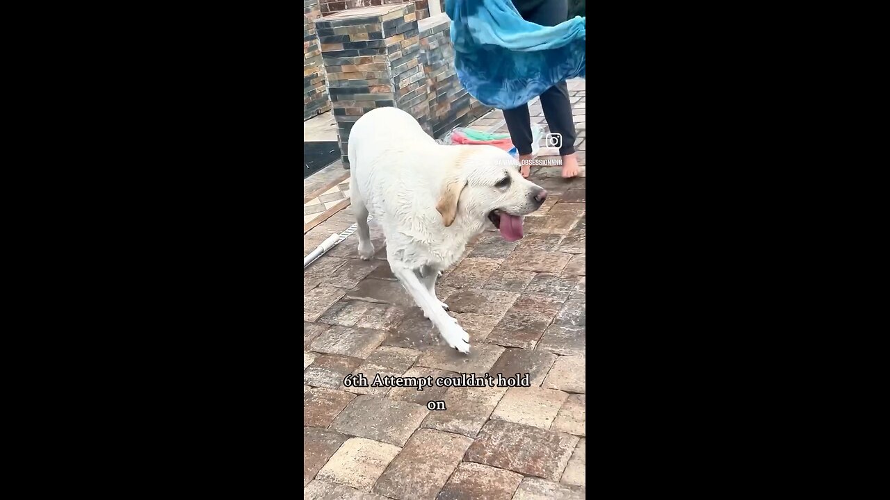 CUTE DOG LOVE SWIMMING POOL 🐶