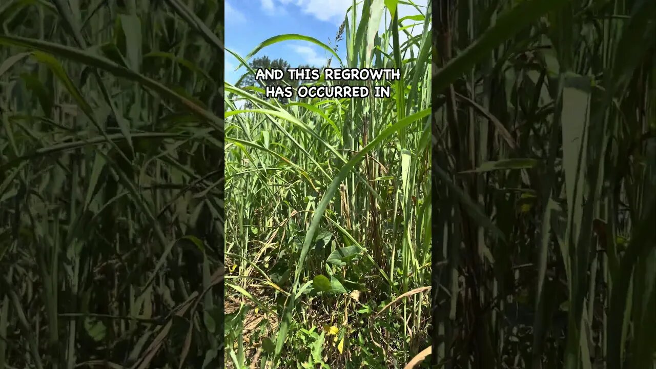 Sorghum Sudan Regrowth #covercrop #buckwheat #soilhealth #sorghum #covercrops