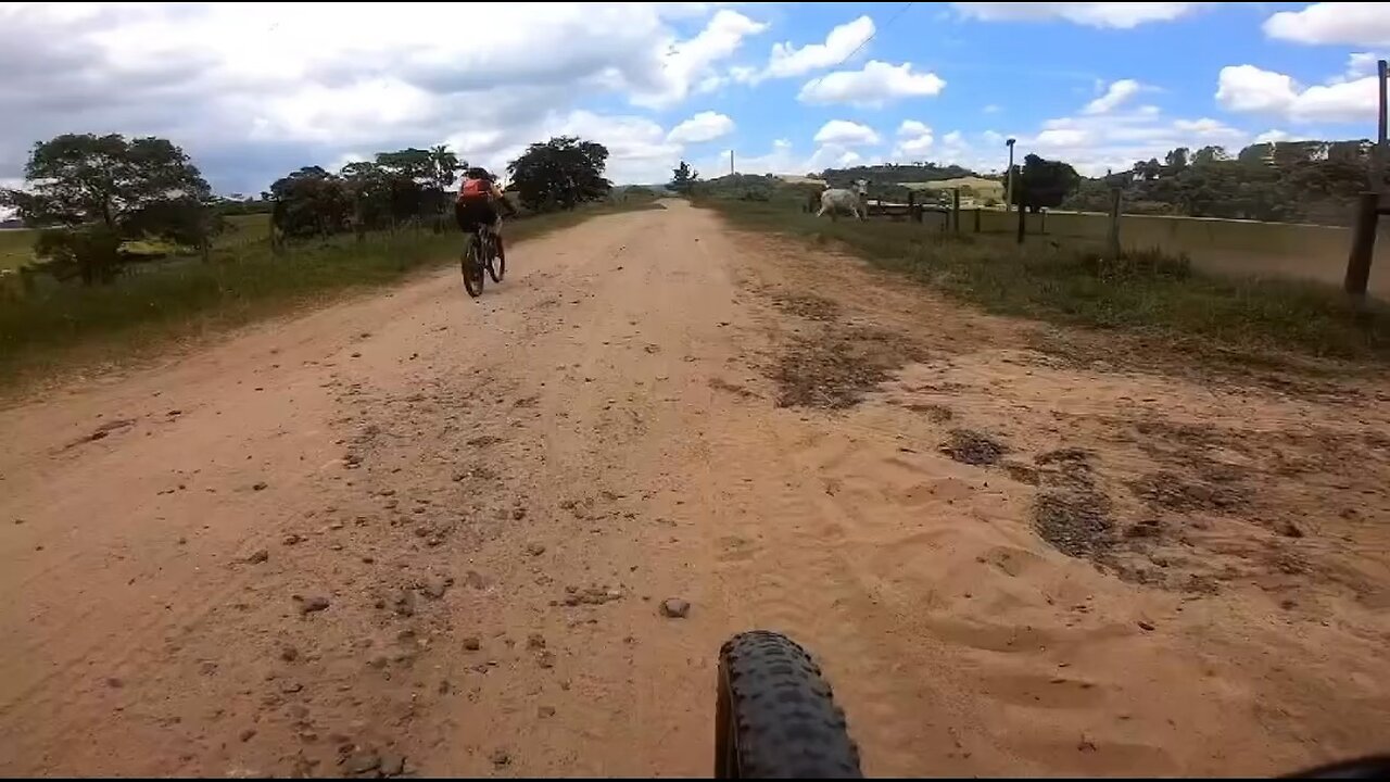 Funny, cow chasing sport bike