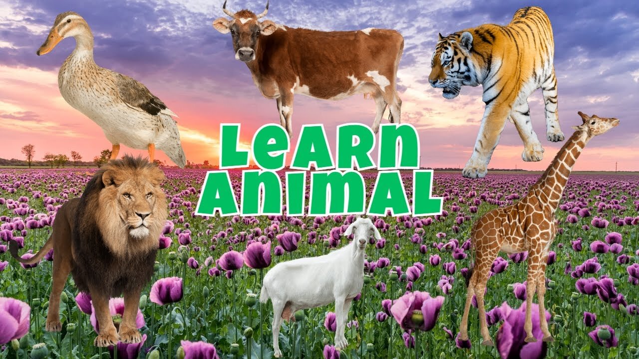 Learn Lovely Animals, Duck,Cat,Dog,Cow,Sheep,Goat,Chicken, Cute Funny Animals - 1 🐓Singing cock🐓