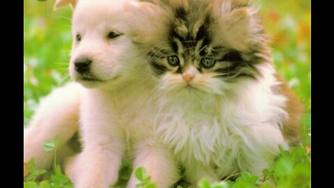 cats, cats lovers, kittens,