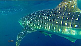 Whale Shark and an illegal FAD, fish attracting device