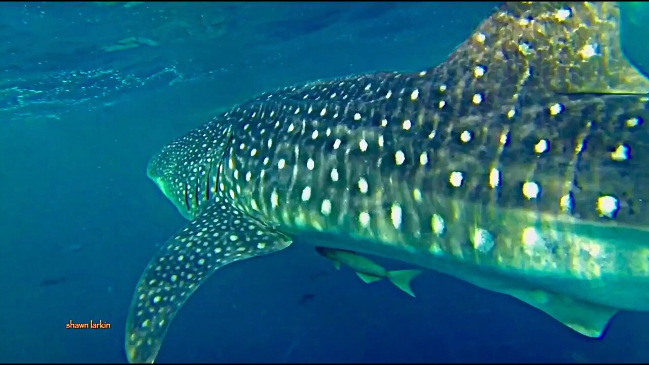 Whale Shark and an illegal FAD, fish attracting device