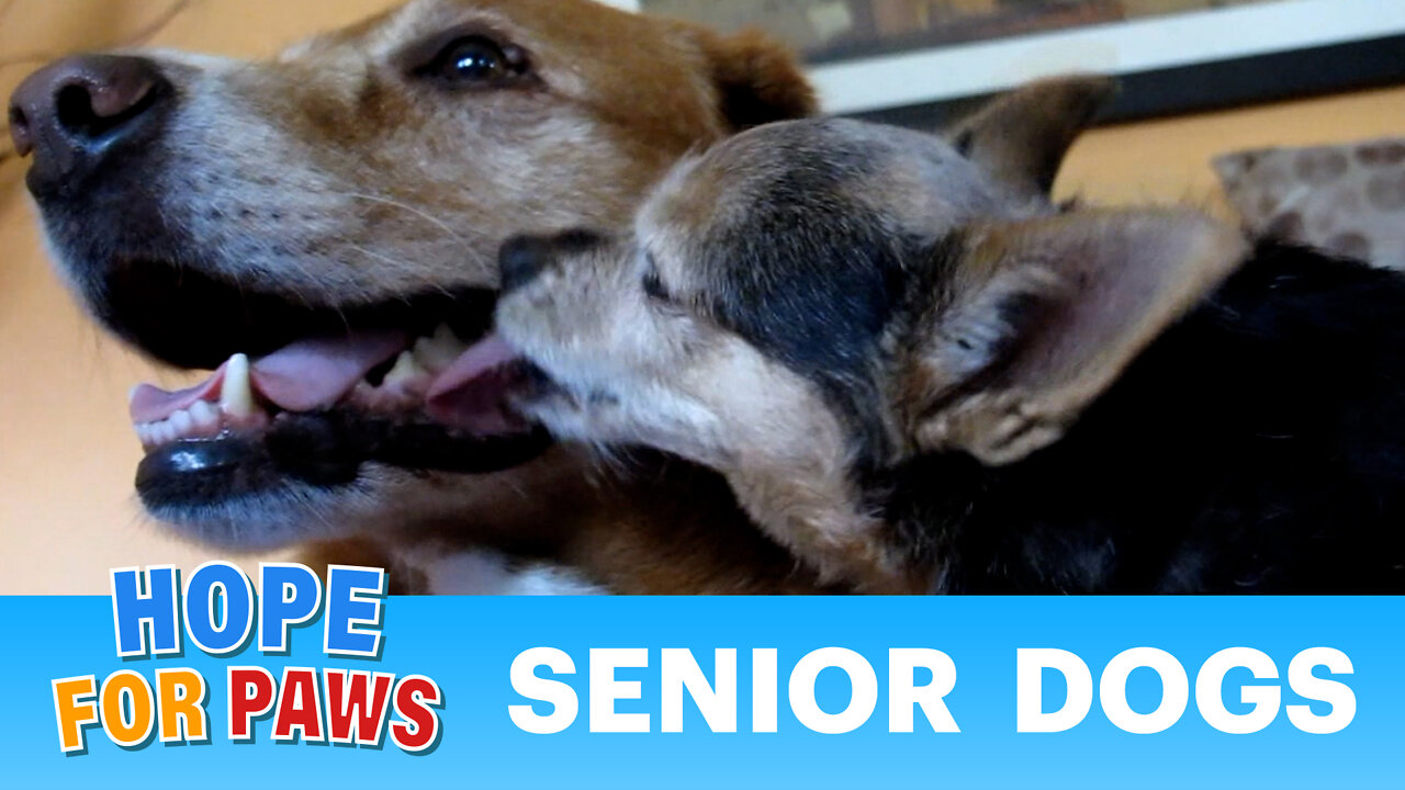 Please consider adopting a senior dog.