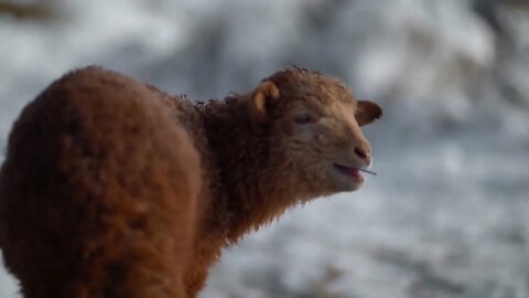 Newborn little lamb outdoor in winter5