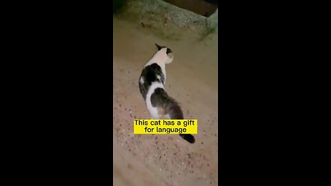 So cute#catsoftiktok #cat #funny #cute #pet #foryou #fyp