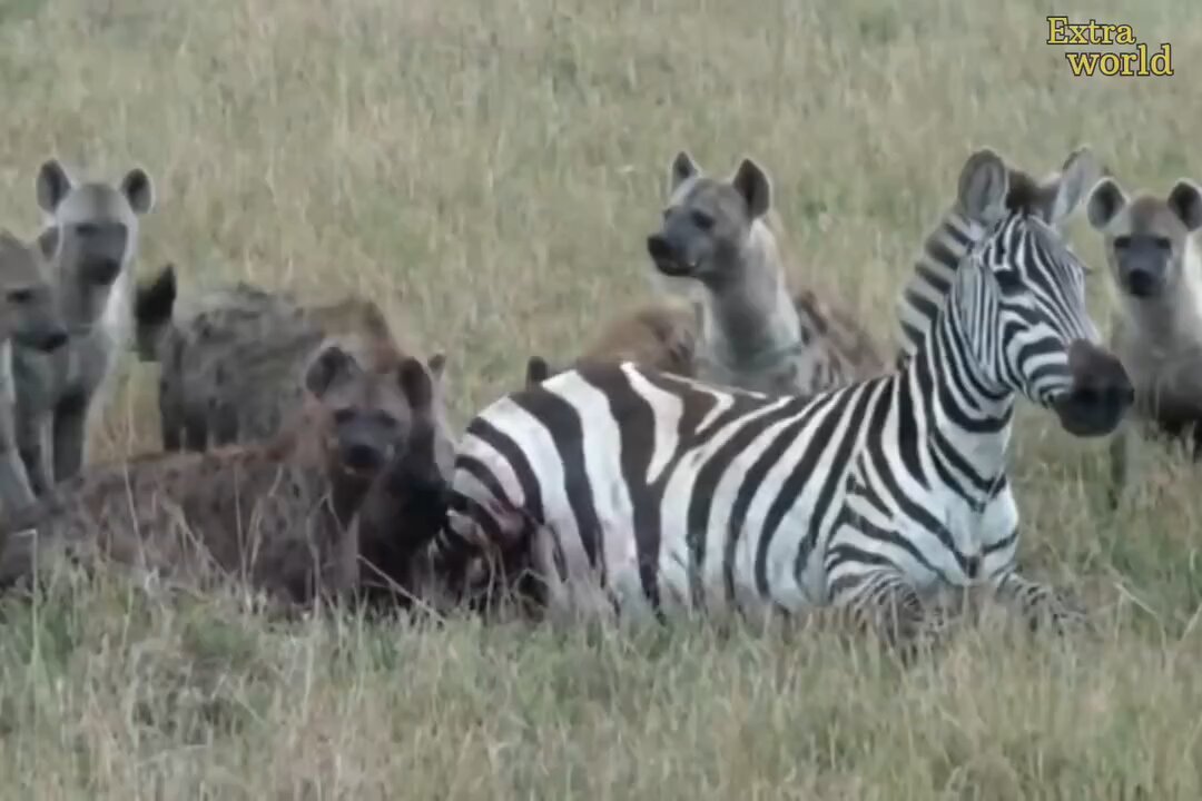 the Hyannis attack zebras