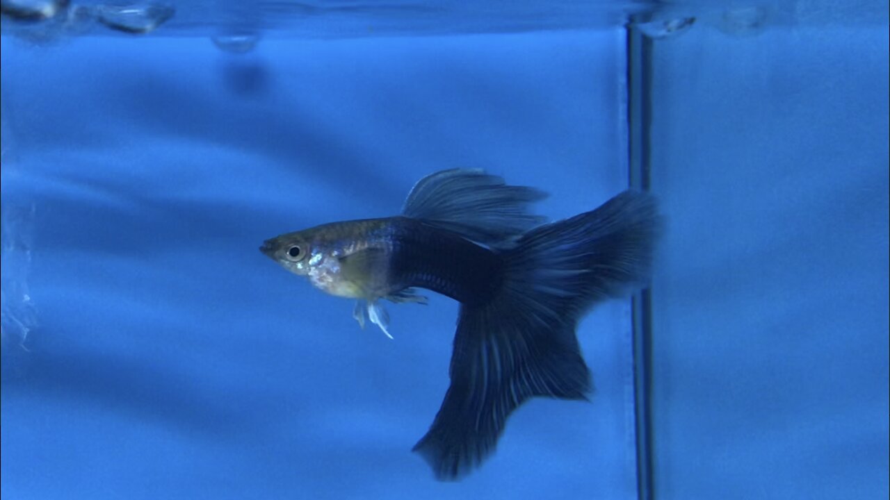 Guppy Fish. I.D Haft Black Blue Guppy