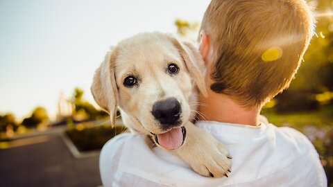 Friendship between man and dog