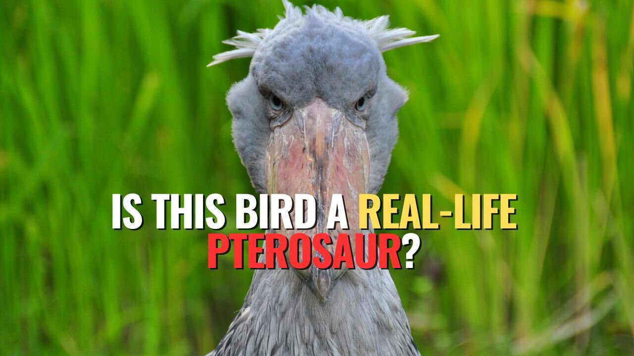 Is This Bird a Real-Life Pterosaur?