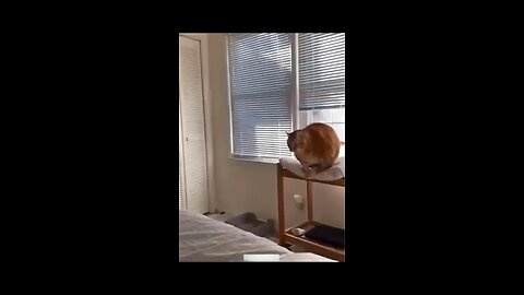 "Unlikely best friends or undercover comedians? Watch this hilarious cat-dog duo steal the show!"