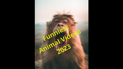 Funniest Animal Videos 2023 😍 Cute Cats 😻and Funny Dogs 🐶